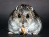 Er hvad må en hamster ikke spise stadig noget værd? Se svaret her